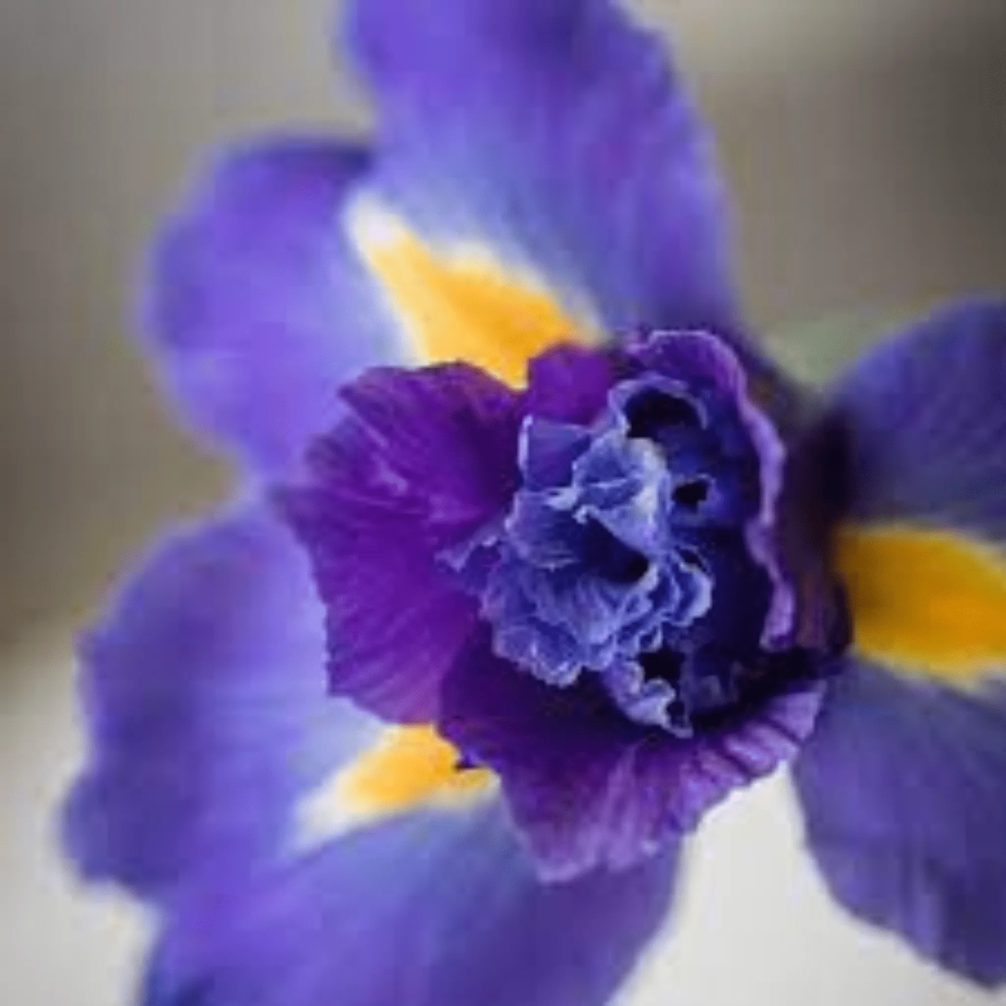 La Florentina Iris Shower Gel 750ml Set of 3pcs
