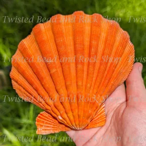 Lion's Paw Shell