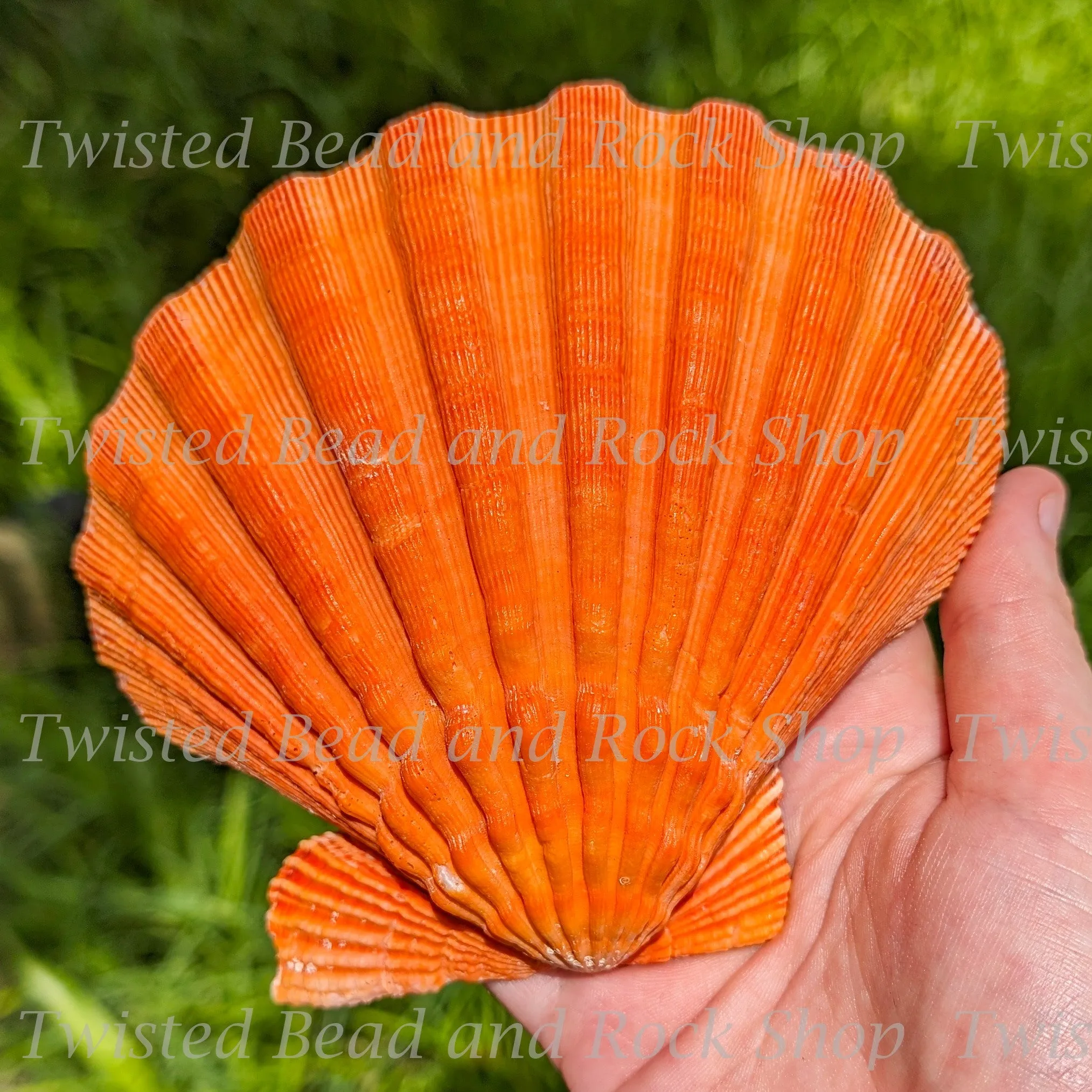 Lion's Paw Shell